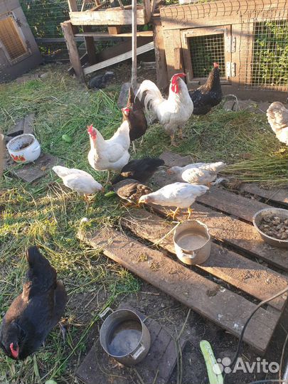 Петушки молодые