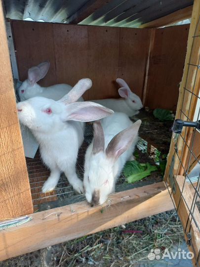 Кролики белый великан на племя,мясом