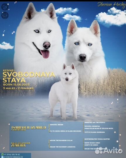 Шикарные белоснежные щеночки хаски из питомника