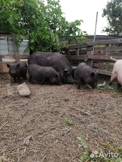 Вьетнамские вислобрюхие поросята