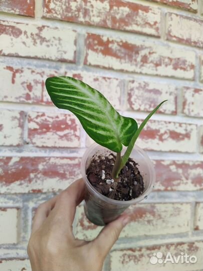 Ксантозома Линдена