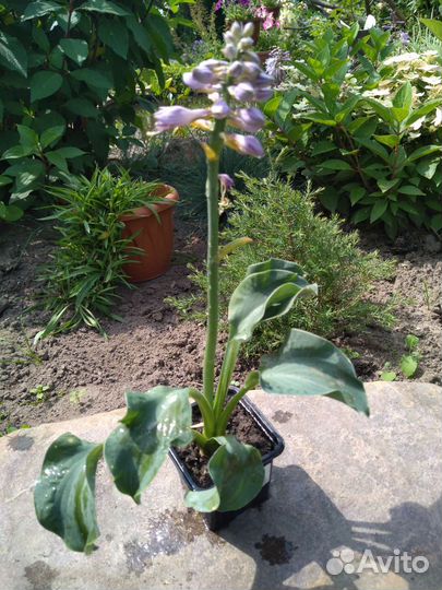 Хосты из серии 