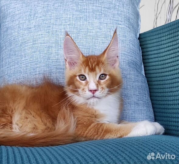 Котенок мейн-кун