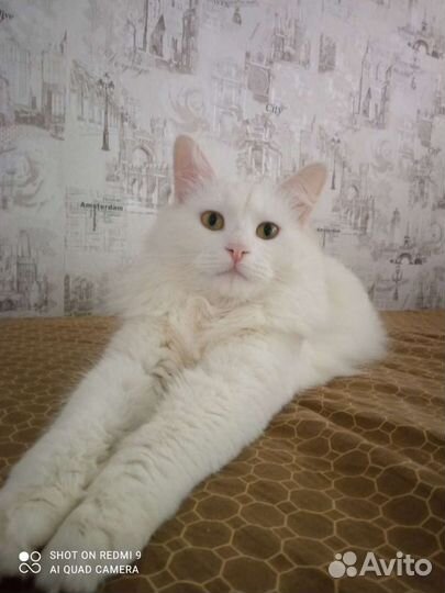 Случка кошки