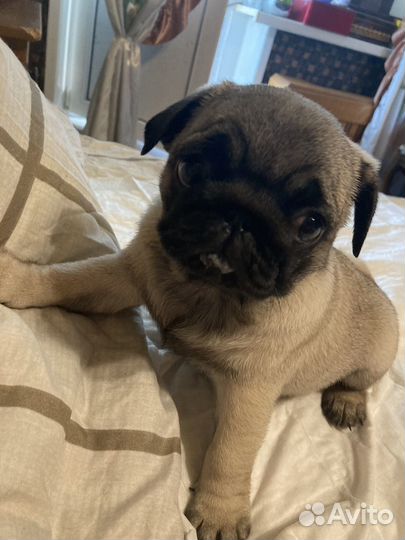 Шенки Мопсов