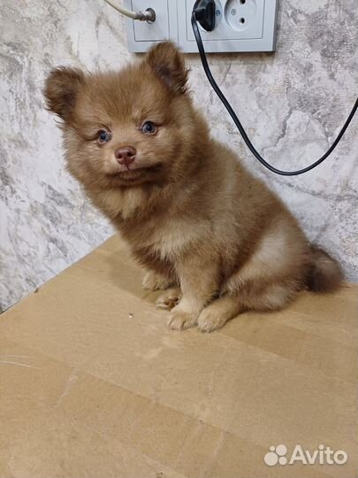 Щенки шпица