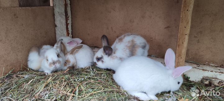 Продам крольчат