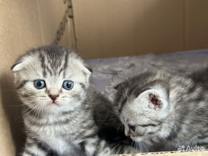 Шотладские котята