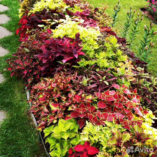 Колеусы вегетки