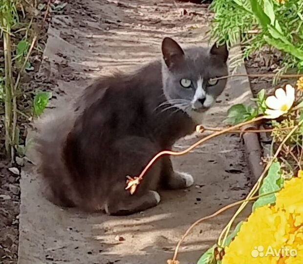 Котик в добрые руки