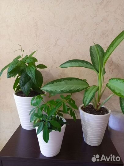 Набор комнатных растений