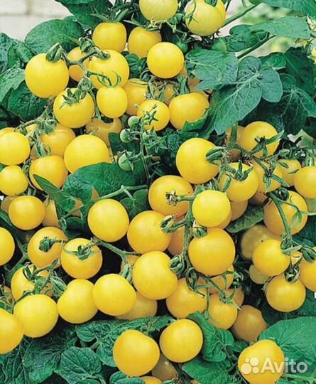 Тыква Миллион черри семена