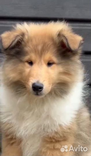 Ярко рыжий и Триколорный щенок