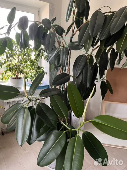 Фикус робуста