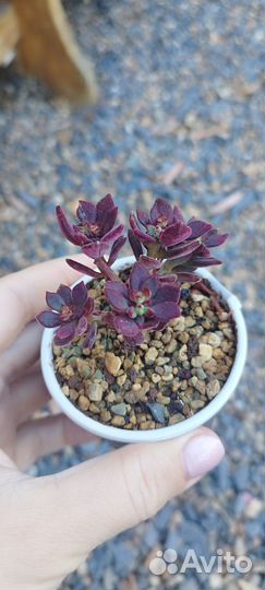 Суккуленты редкие