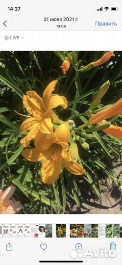 Астильба и лилейники