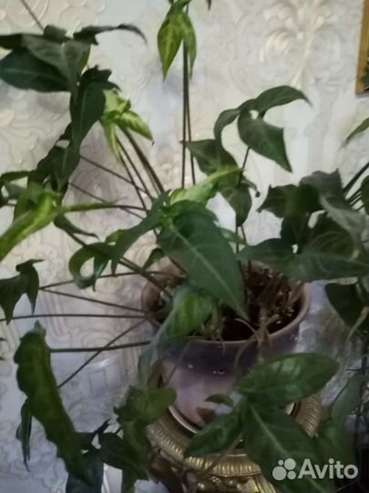 Комнатные цветы