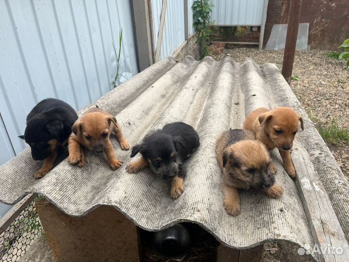 Собака в добрые руки отдам бесплатно