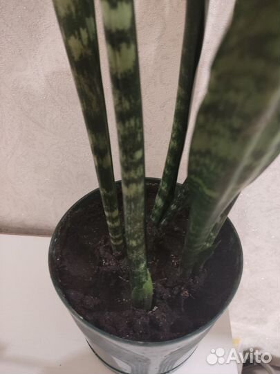 Сансевиерия