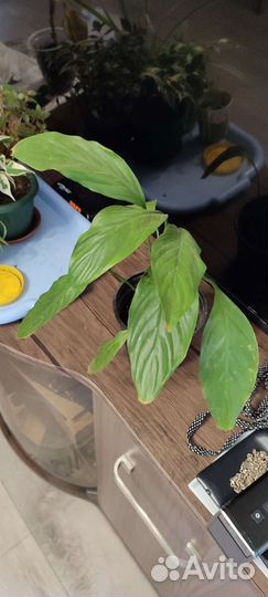 Комнатные растения