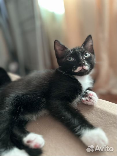 Котята породистые:мейн-кун+шотландский вислоухий