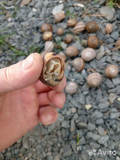 Улитки садовые