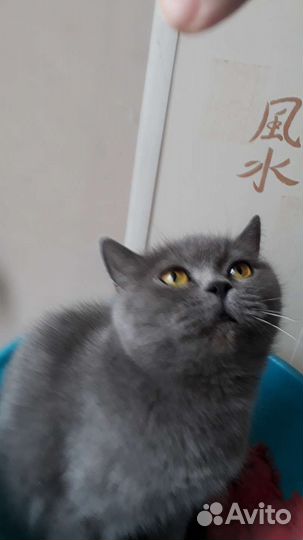 Британская