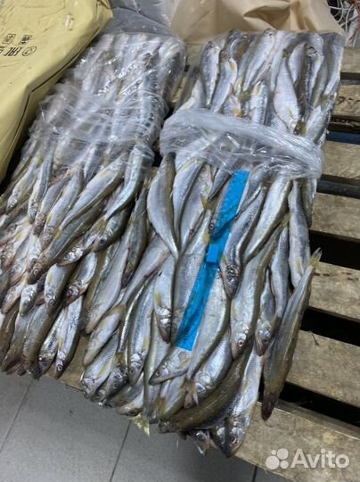 Корюшка опт