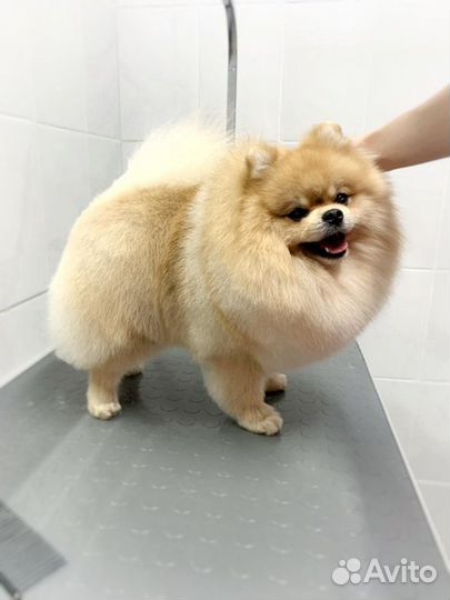 Вязка немецкого шпица