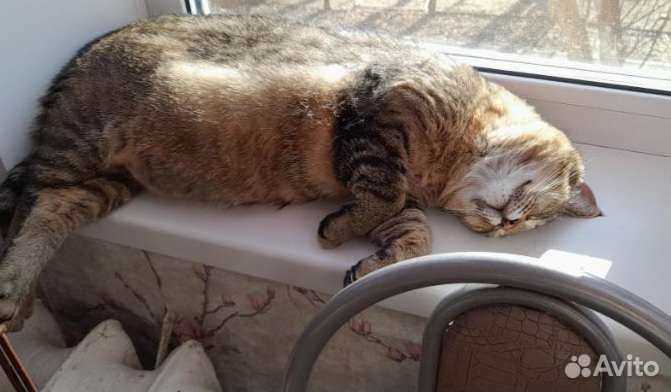 Котик ищет дом