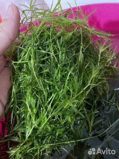 Трава для аквариума