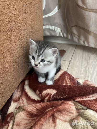 Котята в добрые руки даром бесплатно