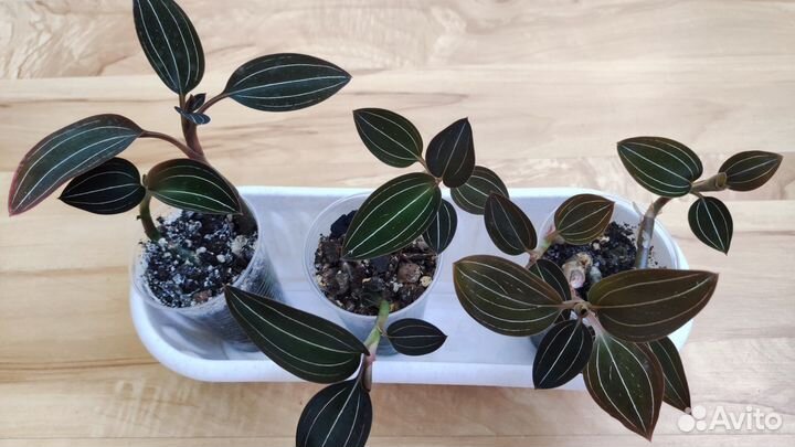 Драгоценная орхидея лудизия