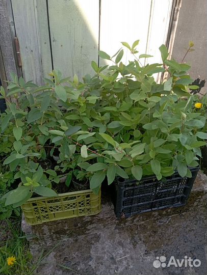 Саженцы жимолости