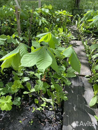 Саженцы каштана