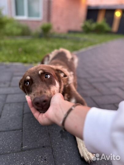 Девочка метис в добрые руки