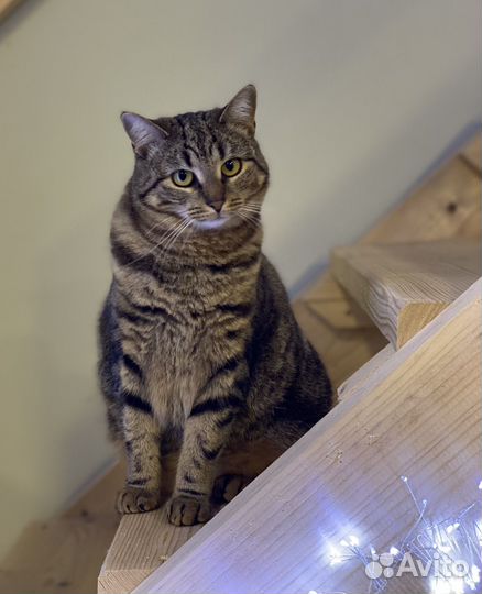 Кошки в добрые руки