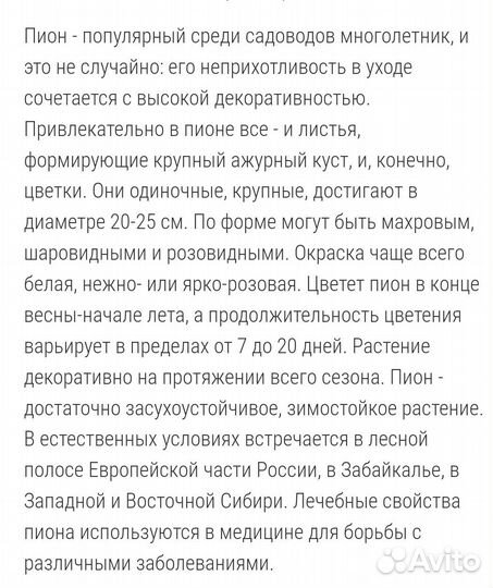 Пион Сара Бернард