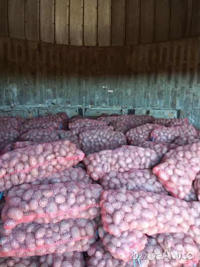 Продам картофель