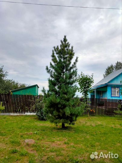 Саженцы сибирского кедра