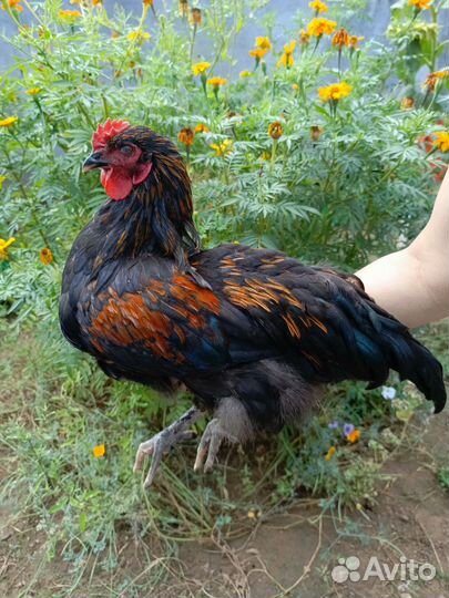 Молодой Петушок