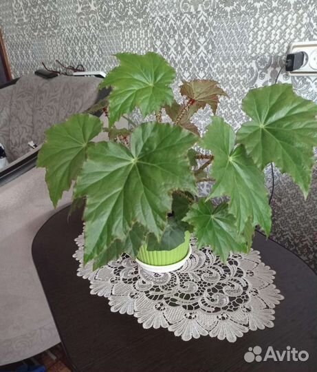 Бегония борщевиколистная