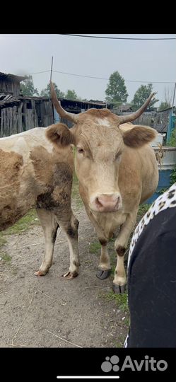 Корова телка