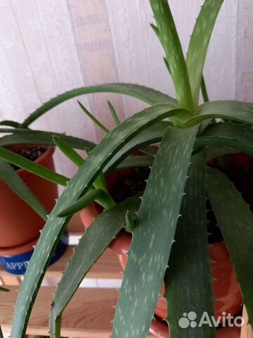 Растение алоэ