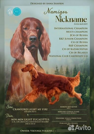 Ирландский сеттер