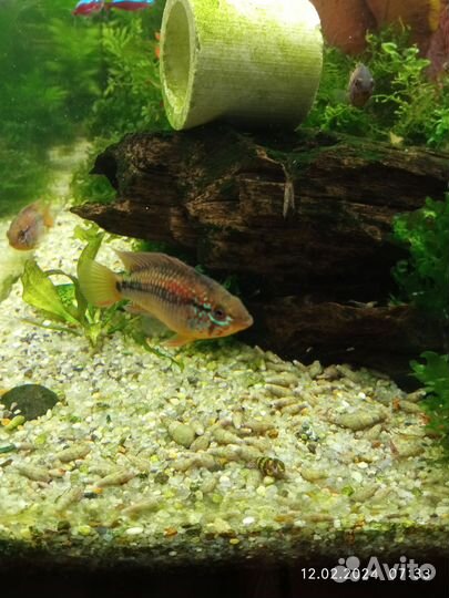 Апистограммы Виджета, ампулярии, корм