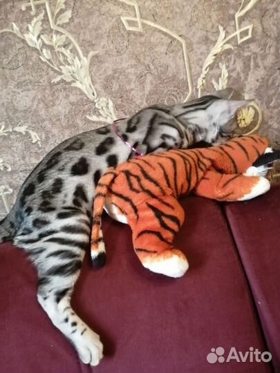 Бенгальская красотка