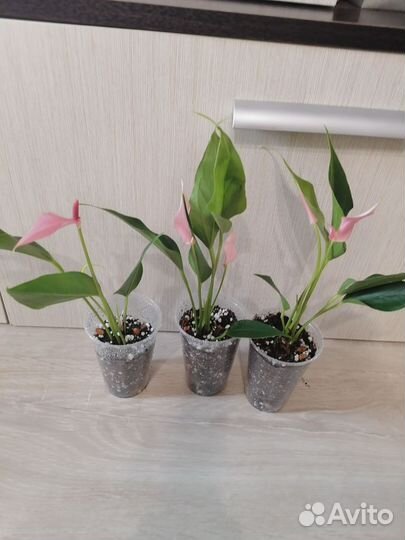 Антуриум Лилли