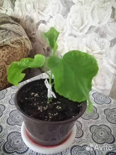 Гибискус сортовой