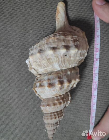 Ракушка (возможен обмен)